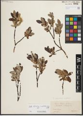 Foto von Salix helvetica Vill. x Salix waldsteiniana Willd.